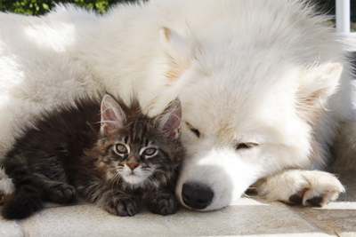 crocchette_cani_e_gatti_a_domicilio_rovigo