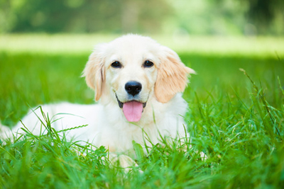 diventare-consulente-alimenti-cani-e-gatti-venezia