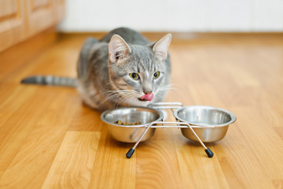 Alimenti Secchi Gatto