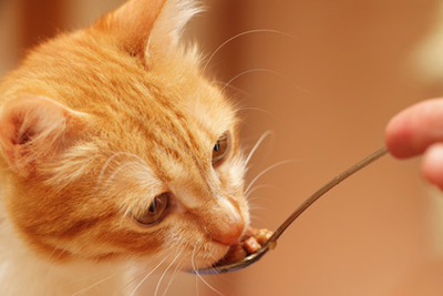Bocconcini Gatto