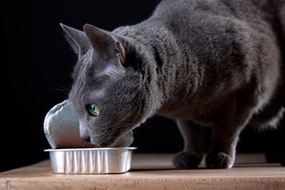 Pate Gatto